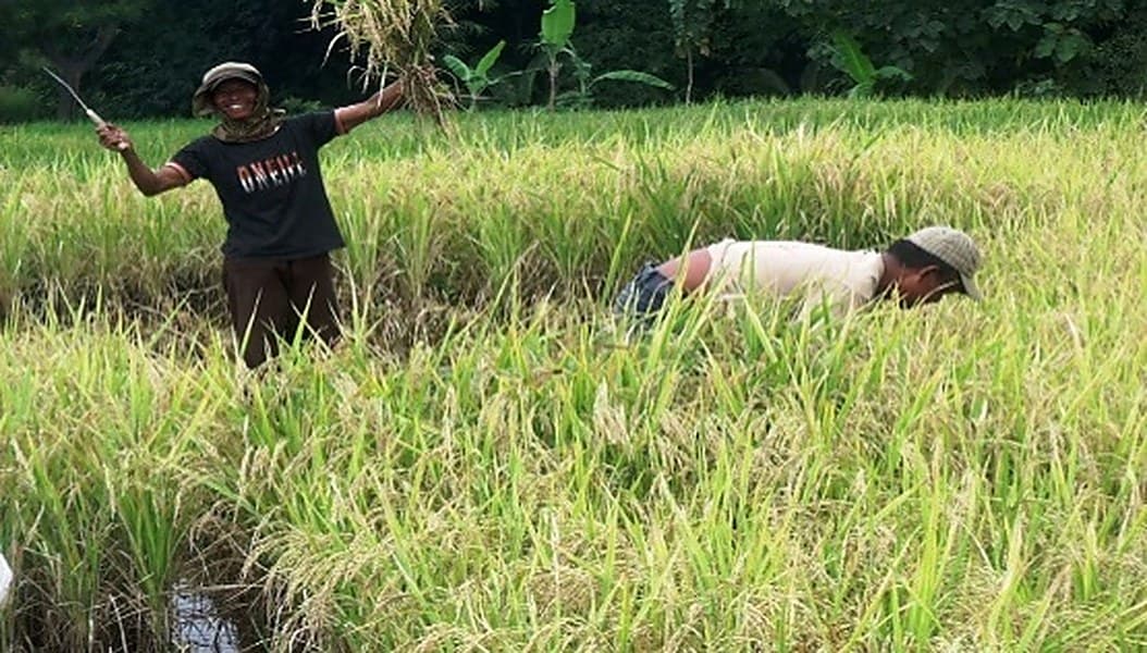 Warga memanen padi di lahan sawah Padukuhan Sinom