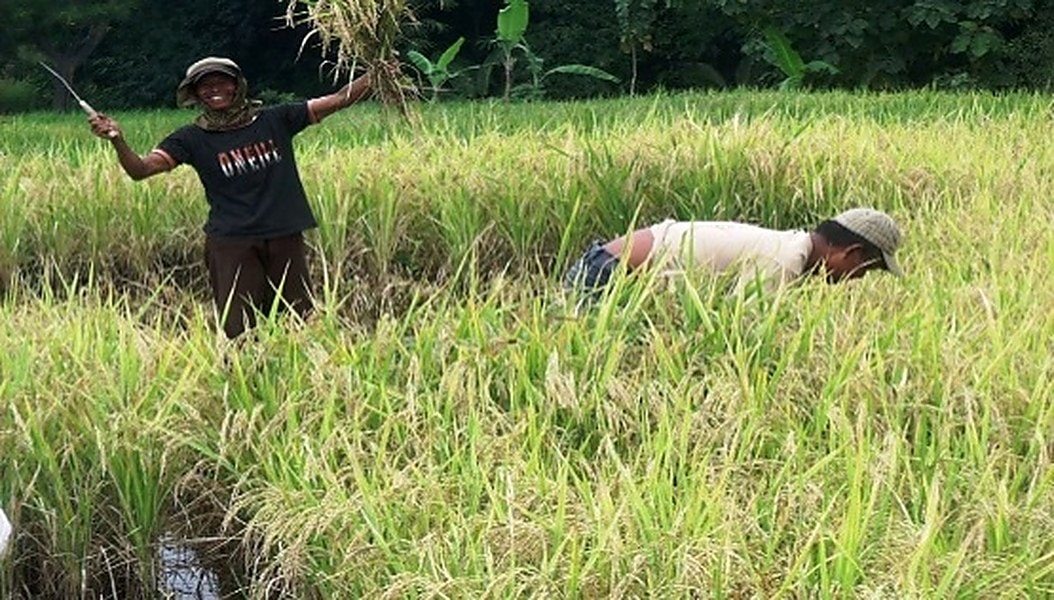 Panen padi di lahan warga Padukuhan Sinom